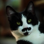Животные, Коты, аватар