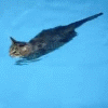 Плывущий котэ
