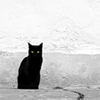 Анимированный кот