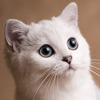 Белая кошечка