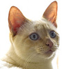Белая кошка