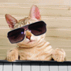 Кот пианист