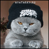 Кот в шапке