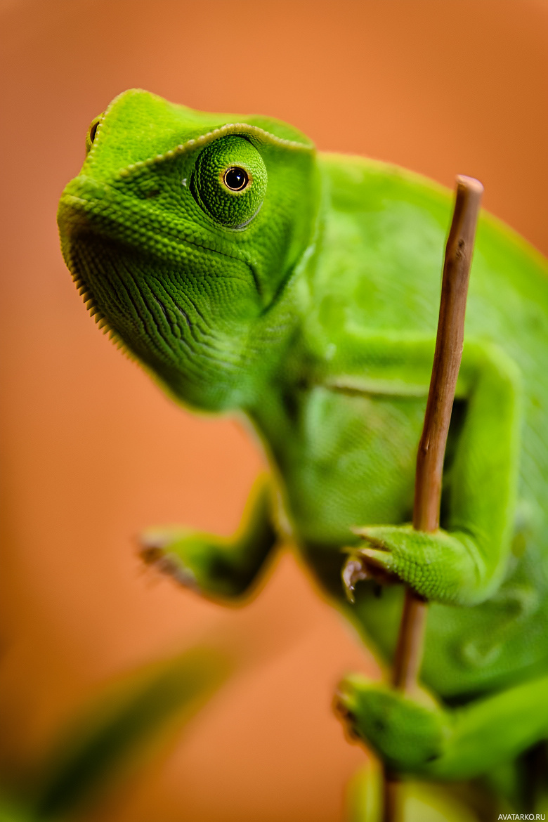 Фото 780x1170 | Хамелеон с дефолтным залёным окрасом сидит на тоненькой палочке | Животные, Хамелеон,   фотография