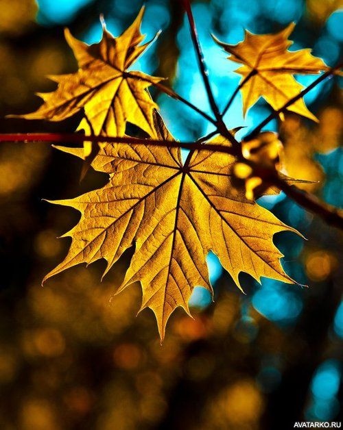 Фото 500x628 | Пожелтевшие кленовые листья ещё не опали с дерева | Листья, фотография
