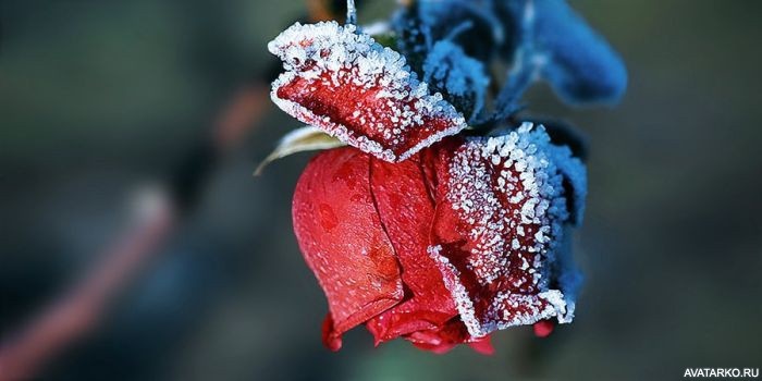 Фото 700x350 | Покрыта слоем льда красная роза | Цветы, Снег, Розы, фотография