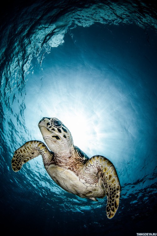 Фото 500x750 | Морская черепаха на фоне поверхности воды | Животные, Черепахи, фотография
